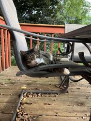 Found/Stray Unknown Cat last seen Lindfield Road & Muir Field Road, Madison, WI 53719