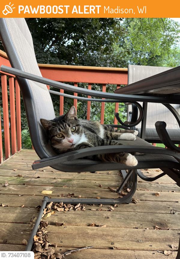 Found/Stray Unknown Cat last seen Lindfield Road & Muir Field Road, Madison, WI 53719
