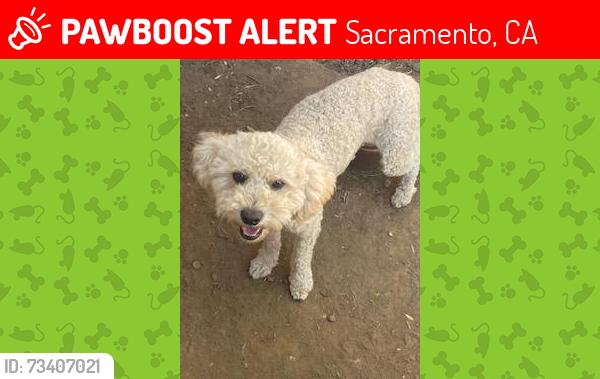 Lost Male Dog last seen 63rd Street & 35th Avenue, Sacramento, CA 95824