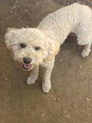 Lost Male Dog last seen 63rd Street & 35th Avenue, Sacramento, CA 95824