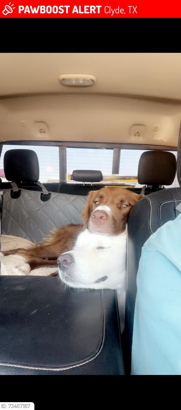 Lost Female Dog last seen Cowboy church, Clyde, TX 79510