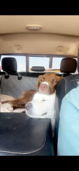 Lost Female Dog last seen Cowboy church, Clyde, TX 79510