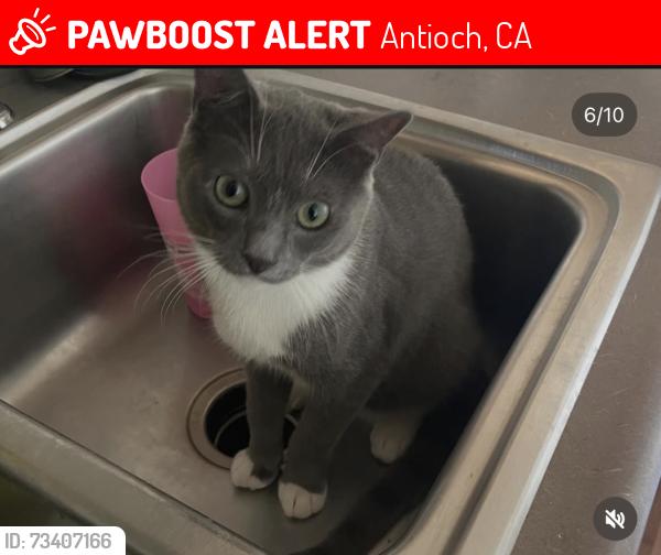 Lost Male Cat last seen Cedar ridge way, Antioch, CA 94531