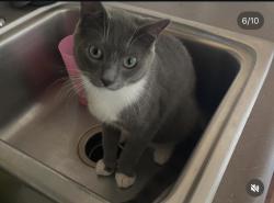 Lost Male Cat last seen Cedar ridge way, Antioch, CA 94531