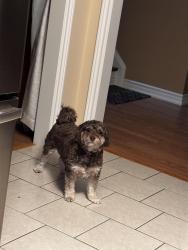 Lost Male Dog last seen Weider Express Hills, The Blue Mountains, ON 