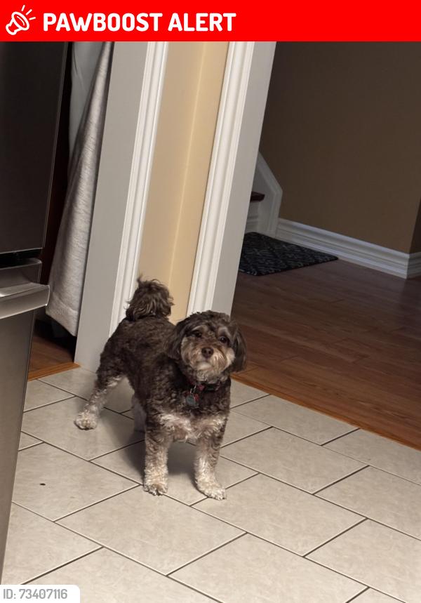 Lost Male Dog last seen Weider Express Hills, The Blue Mountains, ON 