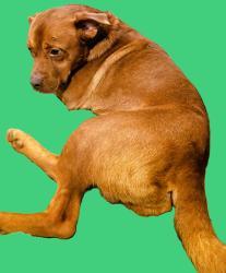 Reunited Male Dog last seen Dock Hyde Road and Hwy 61, Carrollton, GA 30117