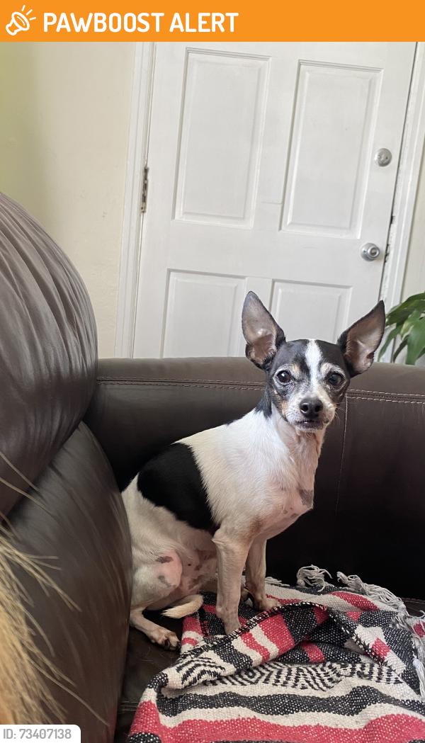 Found/Stray Male Dog last seen Big Bend & Wise Ave, Richmond Heights, MO 63117