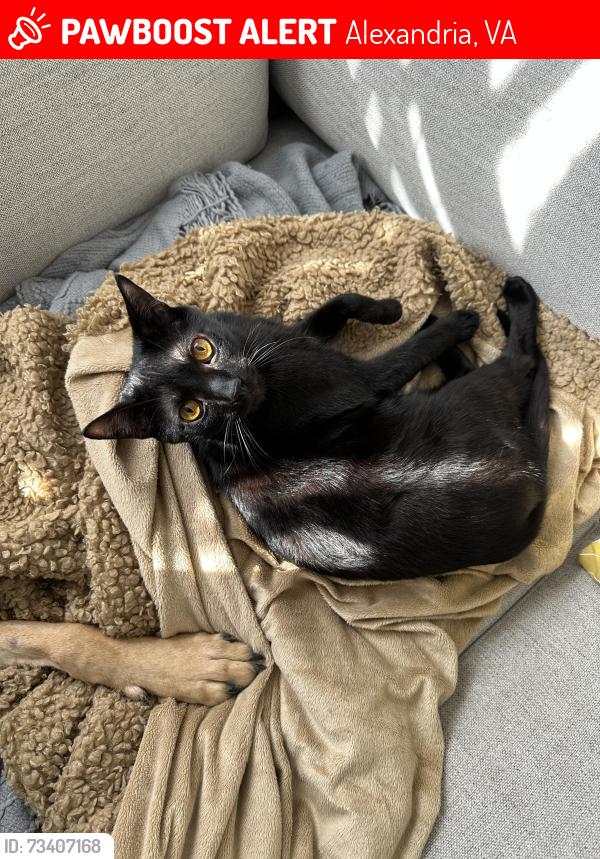Lost Male Cat last seen Orville and Lawrence st, Alexandria, VA 22309
