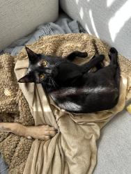 Lost Male Cat last seen Orville and Lawrence st, Alexandria, VA 22309