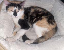 Found/Stray Female Cat last seen St louis and wilson, Chicago, IL 60625