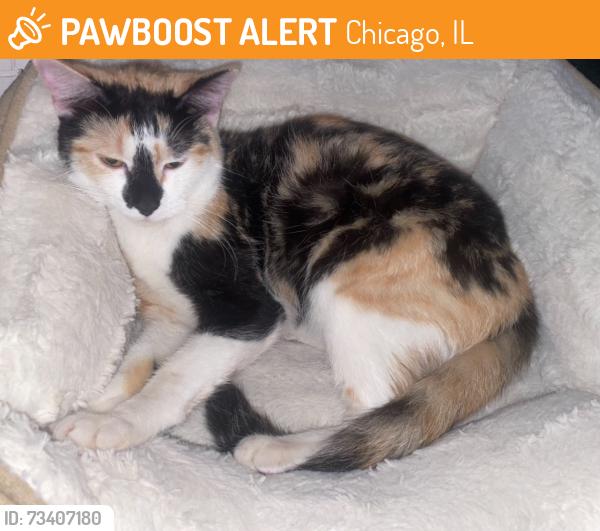 Found/Stray Female Cat last seen St louis and wilson, Chicago, IL 60625