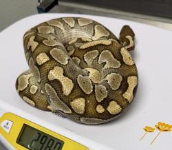 Shelter Stray Unknown Reptile last seen Natalie Drive, San Diego, CA, 92115, 5500 Gaines St, San Diego, CA 92110, USA