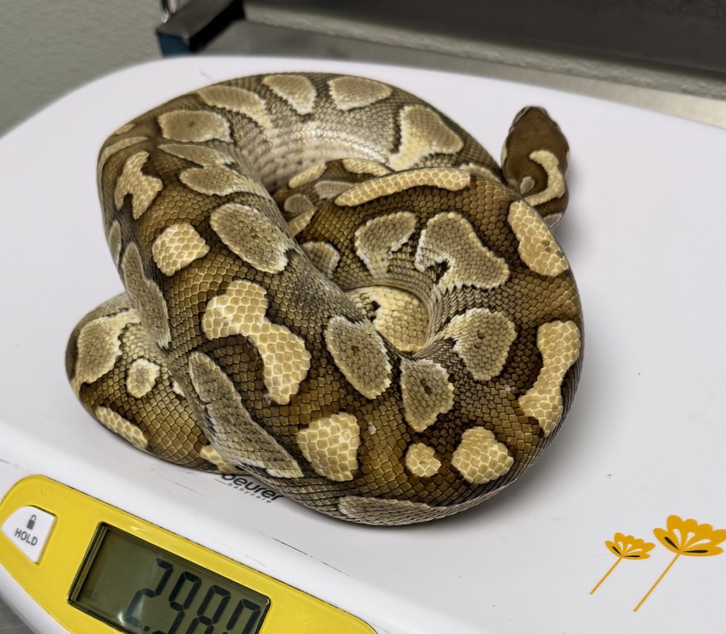 Shelter Stray Unknown Reptile last seen Natalie Drive, San Diego, CA, 92115, 5500 Gaines St, San Diego, CA 92110, USA