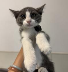 Shelter Stray Male Cat last seen Near Olomar Way, San Diego, CA, 92139, 5500 Gaines St, San Diego, CA 92110, USA