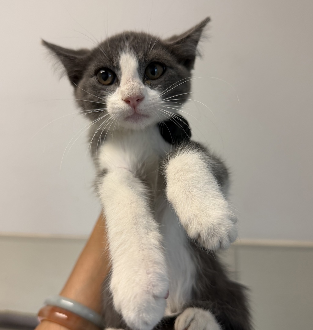 Shelter Stray Male Cat last seen Near Olomar Way, San Diego, CA, 92139, 5500 Gaines St, San Diego, CA 92110, USA