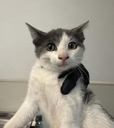 Shelter Stray Male Cat last seen Near Olomar Way, San Diego, CA, 92139, 5500 Gaines St, San Diego, CA 92110, USA