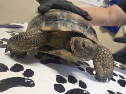 Shelter Stray Unknown Reptile last seen Don Cota Drive, Carlsbad, CA, 92010, Oceanside, CA 92058, USA