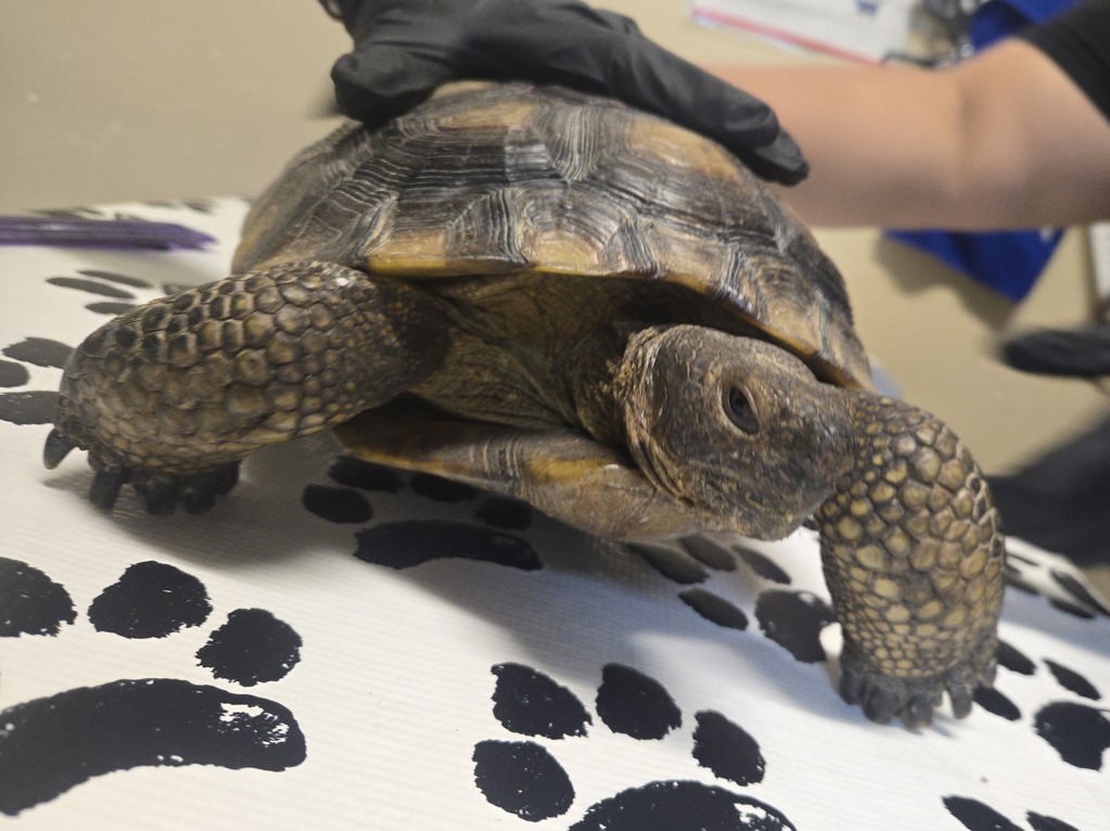Shelter Stray Unknown Reptile last seen Don Cota Drive, Carlsbad, CA, 92010, Oceanside, CA 92058, USA