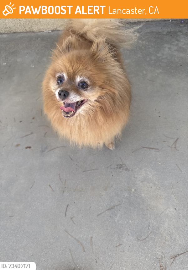 Found/Stray Female Dog last seen Kingtree ave. H4, Lancaster, CA 93534