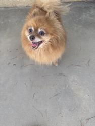 Found/Stray Female Dog last seen Kingtree ave. H4, Lancaster, CA 93534