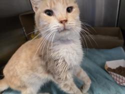 Shelter Stray Male Cat last seen Near Olvera Avenue, San Diego, CA, 92114, 5500 Gaines St, San Diego, CA 92110, USA