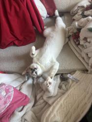 Lost Male Cat last seen Near Avenida Miramar San Clemente, San Clemente, CA 92672