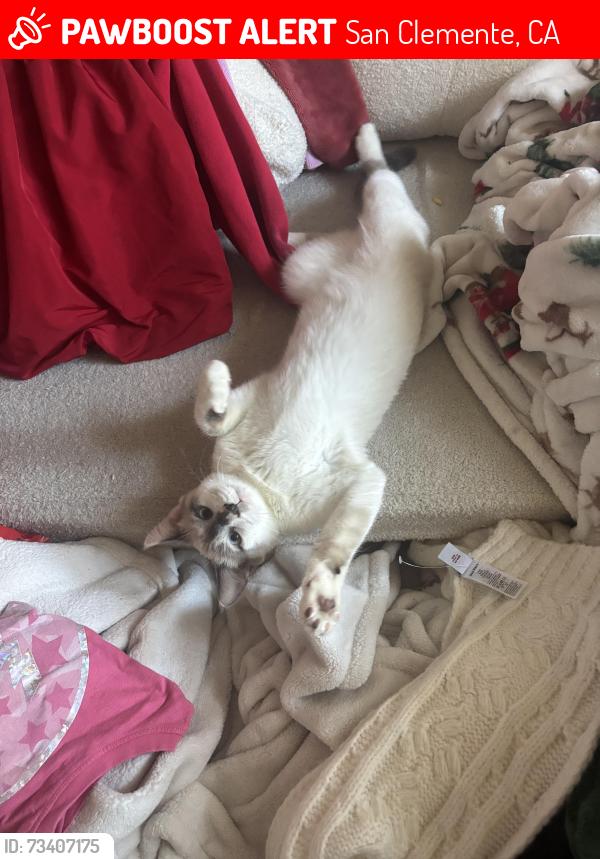 Lost Male Cat last seen Near Avenida Miramar San Clemente, San Clemente, CA 92672