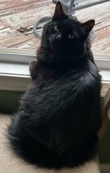 Lost Male Cat last seen Aztec Ave and East 18th Terrace, Independence, MO 64057
