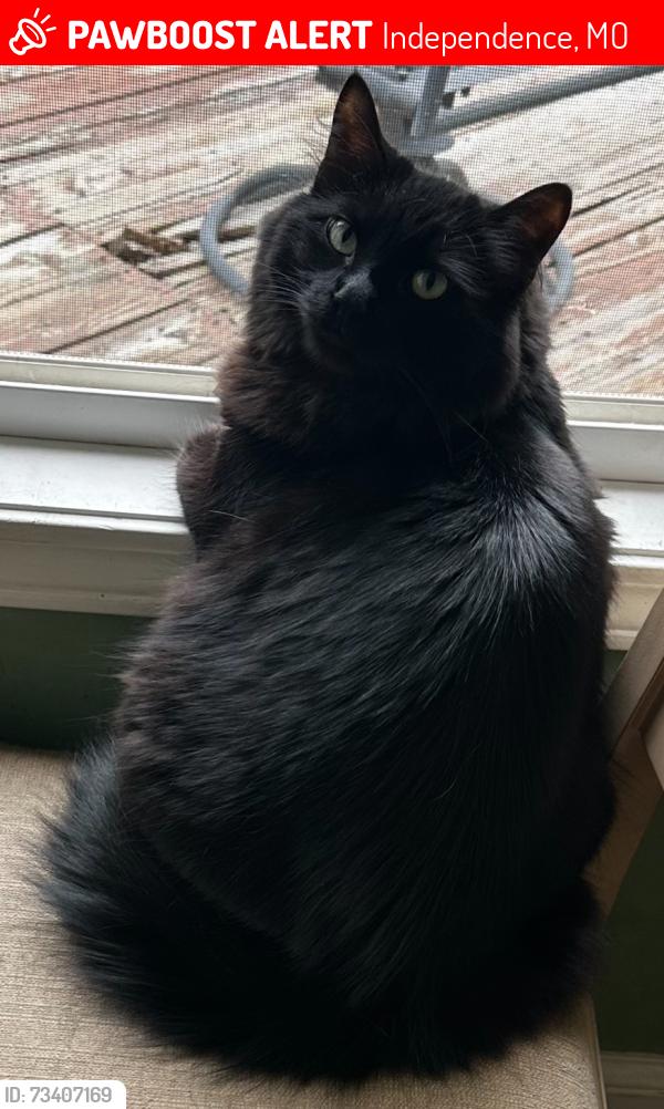 Lost Male Cat last seen Aztec Ave and East 18th Terrace, Independence, MO 64057