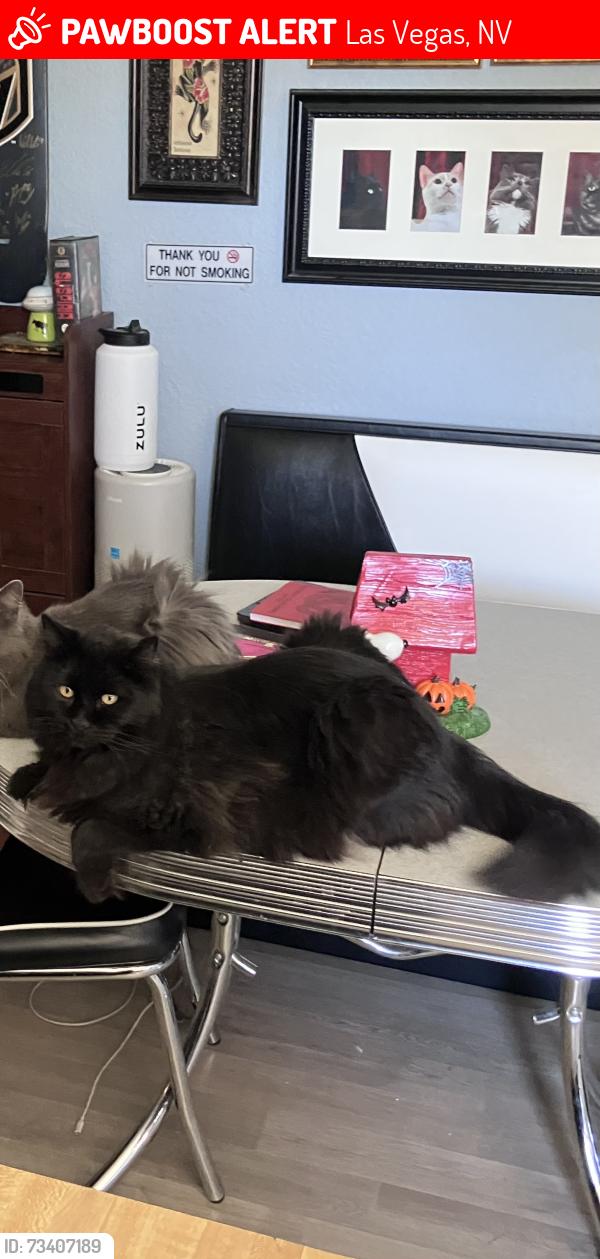 Lost Male Cat last seen Lake Mead and Nellis, Las Vegas, NV 89156