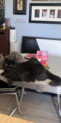 Lost Male Cat last seen Lake Mead and Nellis, Las Vegas, NV 89156
