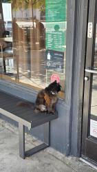 Found/Stray Unknown Cat last seen Starbucks (1200 N Pacific Ave, Glendale), Glendale, CA 91202