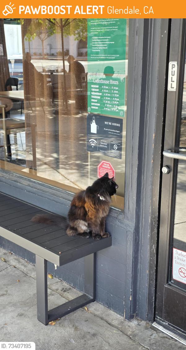 Found/Stray Unknown Cat last seen Starbucks (1200 N Pacific Ave, Glendale), Glendale, CA 91202