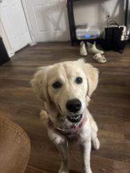 Reunited Female Dog last seen Near Pantigo Ln, N Eden Way, Chesapeake, VA 23320