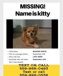 Lost Female Dog last seen First and sierra, Fresno, CA 93710