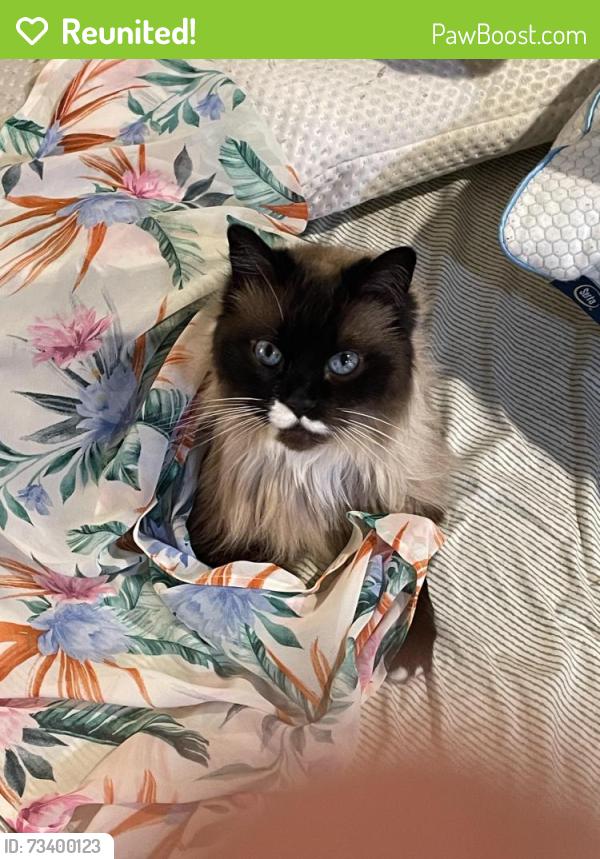 Reunited Female Cat last seen Brown bear car wash on Avondale, Redmond, WA 98052