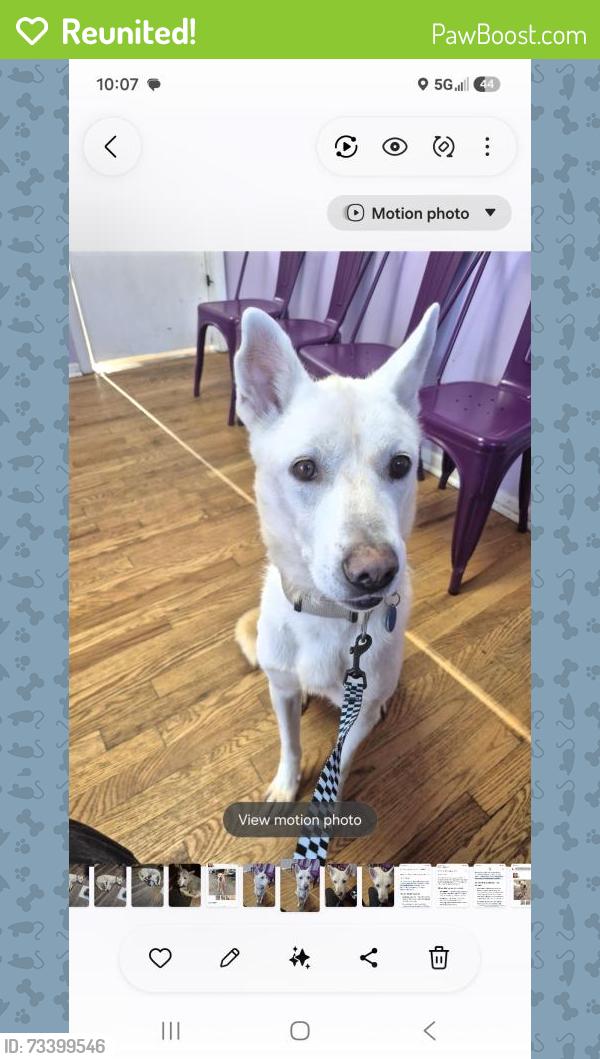Reunited Male Dog last seen Laramie park, Skokie, IL 60077