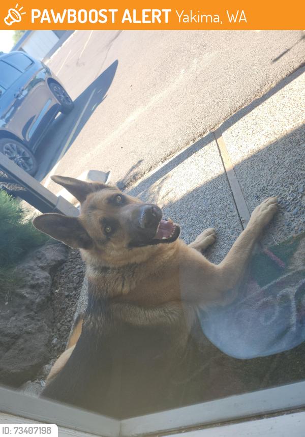 Found/Stray Male Dog last seen Lincoln center parking lot (very back), Yakima, WA 98902