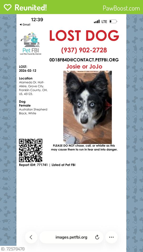 Reunited Female Dog last seen Near dogwood tree way, grove city Ohio, Grove City, OH 43123