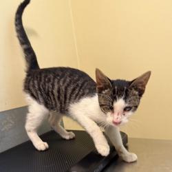 Shelter Stray Male Cat last seen , 361 S Raymond Ave, Pasadena, CA 91105, USA
