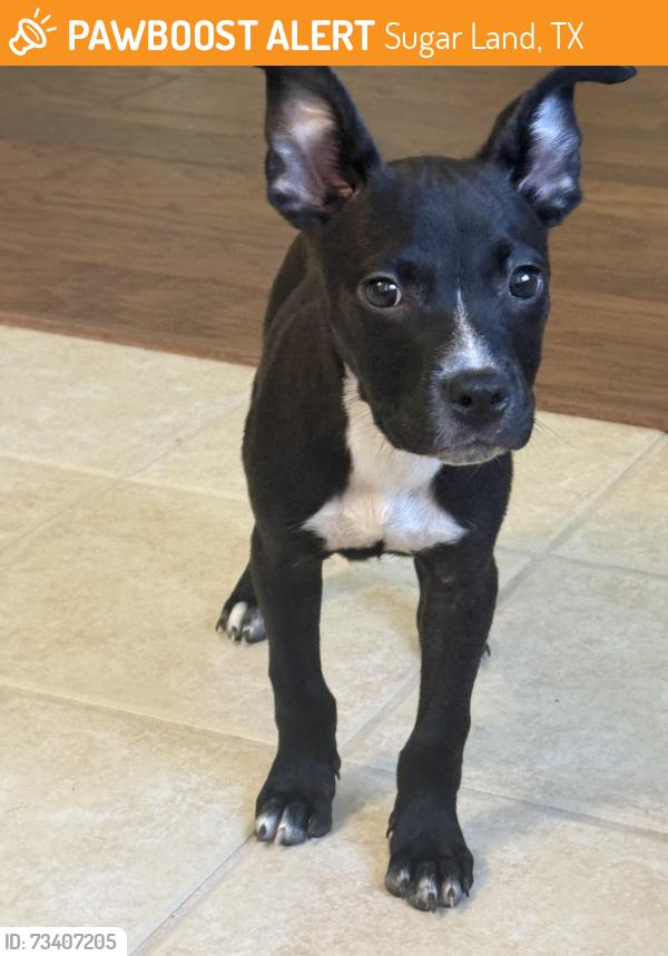 Found/Stray Male Dog last seen New Territory Blvd and Heatherton way, Sugar Land, TX 77479