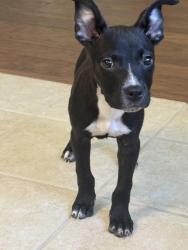 Found/Stray Male Dog last seen New Territory Blvd and Heatherton way, Sugar Land, TX 77479