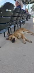 Found/Stray Unknown Dog last seen McCrary Baseball Park, Asheboro, NC 27205