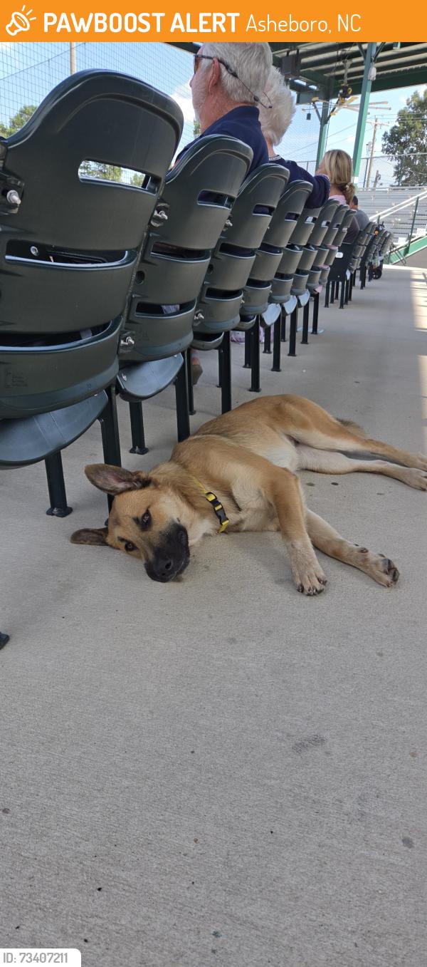 Found/Stray Unknown Dog last seen McCrary Baseball Park, Asheboro, NC 27205
