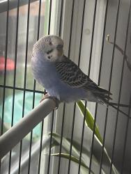 Lost Male Bird last seen Darby + wallbolen, La Presa, CA 91977