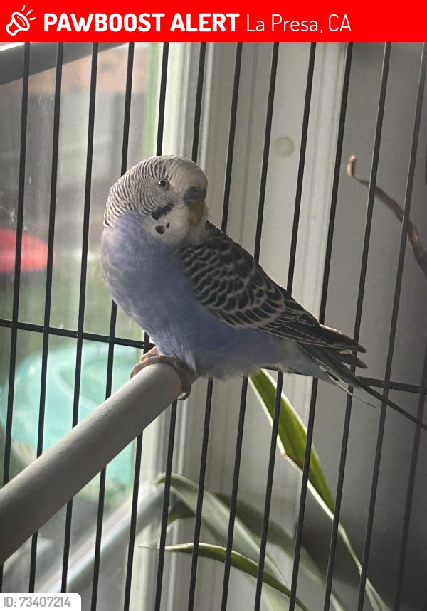 Lost Male Bird last seen Darby + wallbolen, La Presa, CA 91977