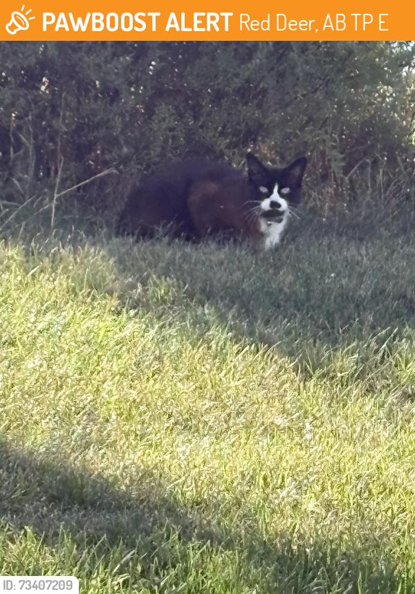 Found/Stray Unknown Cat last seen In the back of 20 Jacobs close, Red Deer, AB T4P 4E1
