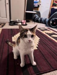 Lost Female Cat last seen W Archer Pl & S Alcott st, Denver, CO 80219
