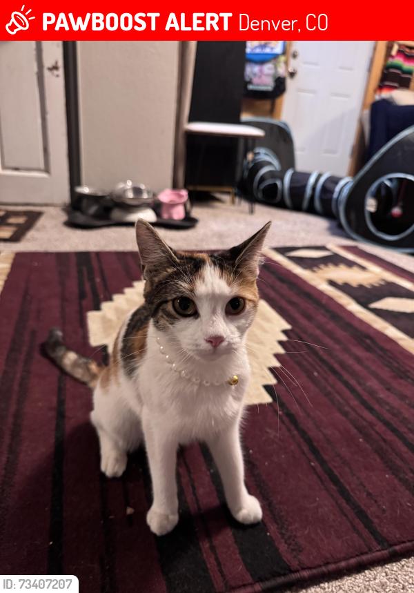 Lost Female Cat last seen W Archer Pl & S Alcott st, Denver, CO 80219
